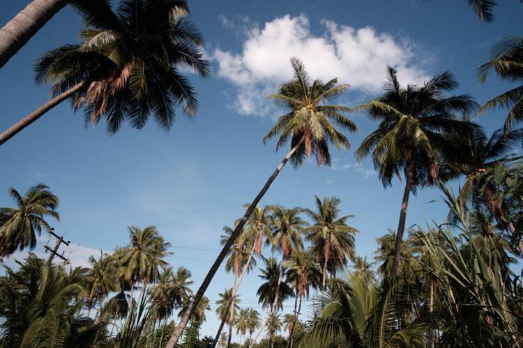 Coconut Tree Homestay Ban Wa Thon エクステリア 写真
